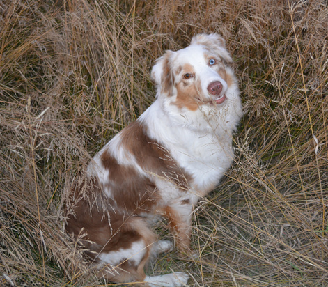 Shepherd, Aussie Puppies Litter Box