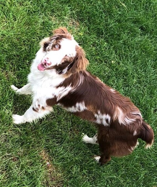 AKC Australian Shepherd AKC Aussie Puppies Bigfork, MT Home