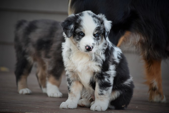 blue merle male australian shepherd